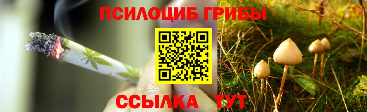 Псилоцибиновые грибы Psilocybe Котельники
